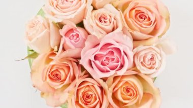 Beyaz arka planda dönen güzel pembe gül, makro çekim. Bud yakın çekim. Çiçek açan pembe gül yaprakları