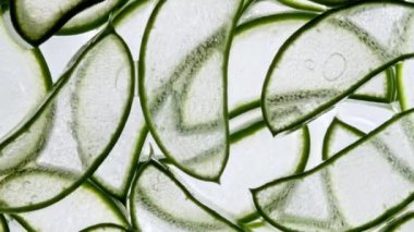 Beyaz arka planda dönen aloe vera parçaları. Meyve suyu aloe vera 'sının hareketi. Doğal tıbbi bitki. Organik kozmetik, alternatif tıp. Makro atış. Ağır çekim. Üst görünüm.