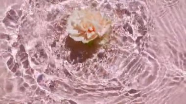 Su yüzeyinde pembe gül çiçeklerinin yavaş çekimleri ve pembe arka planda dalgalar. Su pembe renkte sıçrıyor. Güneş ışığı ve gölgeli saf su. Sevgililer Günü.