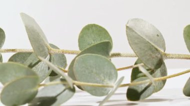 Yeşil yapraklar okaliptüs beyaz dönen bir masada izole edilmiş, makro çekim. Okaliptüs özü, aromatik gerekli yağ. Saç ve cilt bakımı için doğal kozmetik ürünleri.