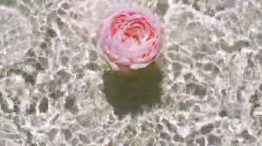 Su yüzeyine düşen pembe gülün yavaş hareketi ve pastel arka planda farklı su çemberleri. Su beyaz, bej renkli sıçrıyor. Güneş ışığı ve gölgeli saf su. 4k
