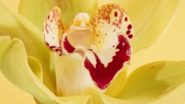 Beyaz arka planda dönen güzel sarı orkide ve yağ damlacıklarıyla kozmetik pipet, makro çekim. Bud yakın çekim. Çiçek açan sarı orkide yaprakları.