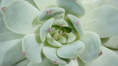 Çok güzel yeşil sulu dönüşler, makro çekim. Bud Green Sulu yakın çekim. Doğa geçmişi. Tatil arkaplanı, Sevgililer Günü konsepti.