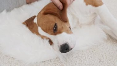 Arkasında yatıp evcil hayvanını okşayan av köpeğinin sahibi. Sıcak ev atmosferinin tadını çıkarıyorum. Mans en iyi arkadaş.