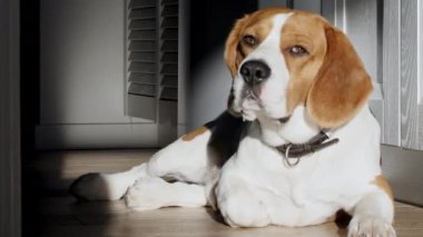Köpek Beagle evde yerde yatıyor ve uyumaya hazırlanıyor. Yavru gün batımının ışınlarında uzanmış dinleniyor. Mans en iyi arkadaş.