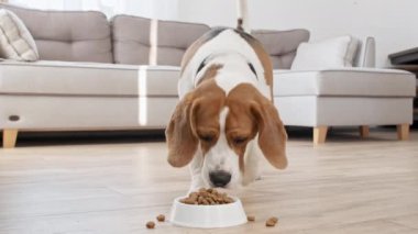 Köpek Beagle evdeki metal kaseden granül yiyor. Aç köpekle beslenmek. Yavaş çekim