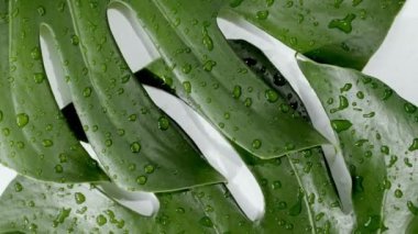 Yeşil tropikal yapraklar Monstera 'yı beyaz arka planda döndürür. Macro Shot. Üst görünüm.