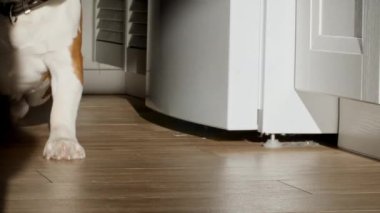 Köpek Beagle evde yerde yatıyor ve uyumaya hazırlanıyor. Yavru gün batımının ışınlarında uzanmış dinleniyor. Mans en iyi arkadaş.