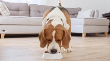 Köpek Beagle evdeki metal kaseden granül yiyor. Aç köpekle beslenmek. Yavaş çekim
