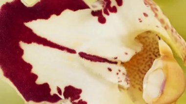 Beyaz arka planda dönen güzel sarı orkide, makro çekim. Bud yakın çekim. Çiçek açan sarı orkide yaprakları.