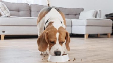 Köpek Beagle evdeki metal kaseden granül yiyor. Aç köpekle beslenmek. Yavaş çekim