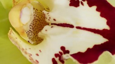 Beyaz arka planda dönen güzel sarı orkide, makro çekim. Bud yakın çekim. Çiçek açan sarı orkide çiçeği. Tatil arkaplanı, Sevgililer Günü konsepti.