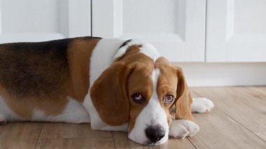 Köpek Beagle evde yerde yatıyor ve uyumaya hazırlanıyor. Yavru dinleniyor, uzanmış yatıyor. Mans en iyi arkadaş.