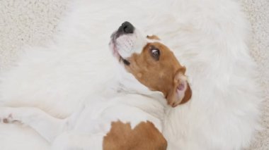 Arkasında yatıp evcil hayvanını okşayan av köpeğinin sahibi. Sıcak ev atmosferinin tadını çıkarıyorum. Mans en iyi arkadaş.