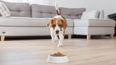 Köpek Beagle evdeki metal kaseden granül yiyor. Aç köpekle beslenmek. Yavaş çekim