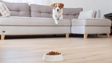Köpek Beagle evdeki metal kaseden granül yiyor. Aç köpekle beslenmek. Ağır çekim. Yüksek kalite 4k görüntü