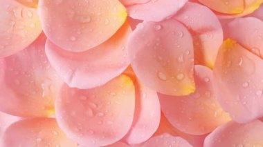 Pembe gül yaprakları ve yağmur damlaları dönüyor. Ağır çekim. Makro atış. Tatil arkaplanı, Sevgililer Günü konsepti. Yüksek kalite 4k görüntü