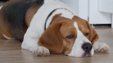 Köpek Beagle evde yerde yatıyor ve uyumaya hazırlanıyor. Yavru dinleniyor, uzanmış yatıyor. Mans en iyi arkadaş. Yüksek kalite 4k görüntü