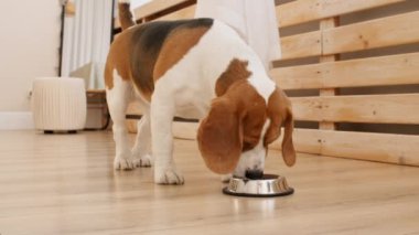 Köpek Beagle evdeki metal kaseden su içer. Köpek kaseden yer ve içer. Yavaş çekim