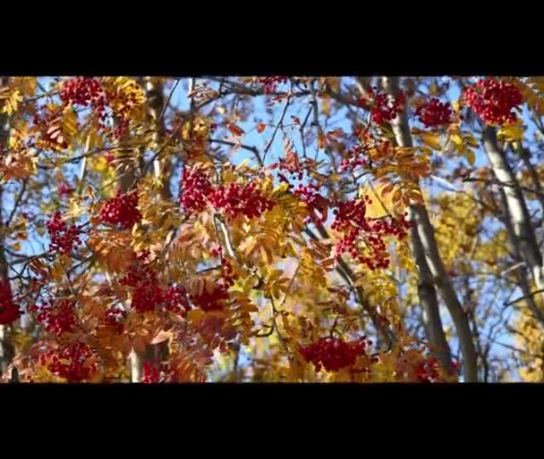 Buah beri Rowan dan daun kuning dan merah bergoyang di angin — Stok Video