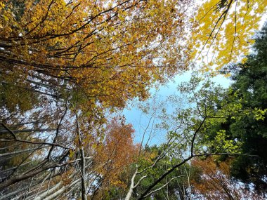 Sonbahar ağaçlarının yukarıdan görünüşü