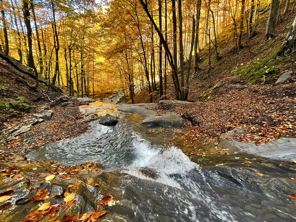 秋の森の中の水の流れ イタリアのAppennino トスカーナ州 イタリア — ストック写真