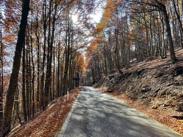 Autumn Forest Foliage Road Trentino Alto Adige Italia —  Fotos de Stock