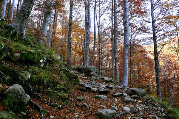 Beech Tree Forest Foliage Appennino National Park Lagdei Parma — 图库照片