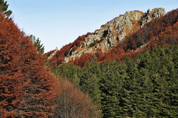 秋叶和松树的组成 意大利 阿帕尼诺 — 图库照片