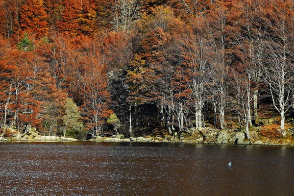 秋天叶林倒映在高山湖中 宁静的风景 — 图库照片