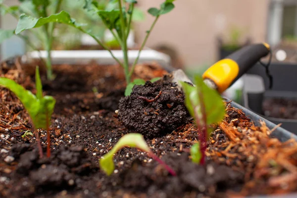 Las Fundiciones Gusano Fresco Una Cosecha Pala Jardín Compost Una — Foto de Stock