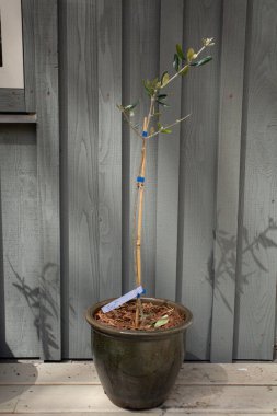 Genç bir Hasat Joy Zeytin Ağacı. Birçok zeytin ağacı çeşidi tarafından döllenen bu bitki Yalta, Ukrayna 'da geliştirildi ve ABD Tarım Bakanlığı' nın büyüyen 8. bölgesine kadar dayanıklıdır.. 