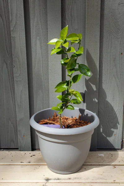 Young Sudachi Tree Gallon Pot Sudachi Fruit Japanese Cross Mandarin — Fotografia de Stock