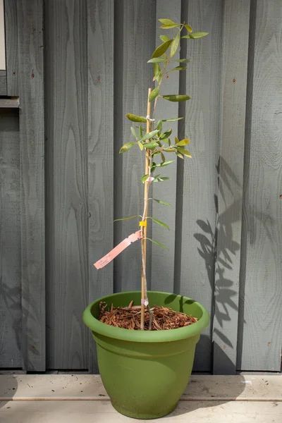 Mladý Strom Perpetua Olive Olivy Které Vyvinula Botanická Zahrada Nikita — Stock fotografie