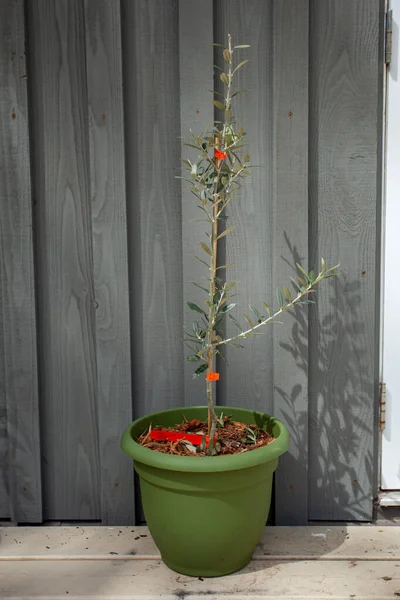 Genç bir Evrensel Zeytin Ağacı. Hardy to USDA zone 8, Yalta 'da geliştirilen yeni bir ekin türüdür ve saksılarda ya da konteynırlarda başarıyla yetiştirilebilir. Çok çeşitli türler bu zeytini tozlaştırır.