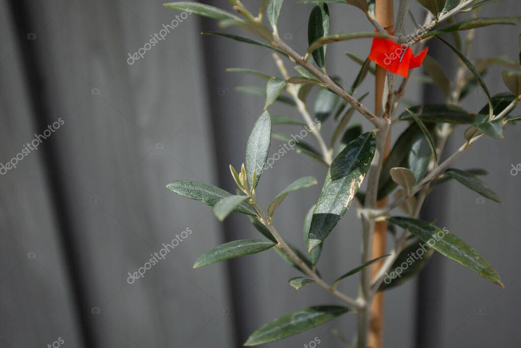 A young Universal Olive Tree. Hardy down to USDA zone 8, it is a new