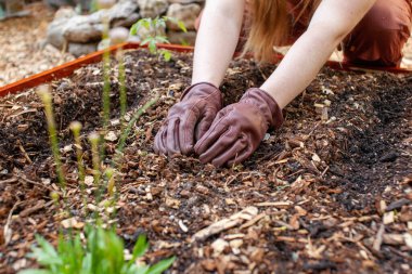 Close up of a woman working in the garden in the spring time. Moving mulch to make way to plant rows of seeds in a raised garden bed. 