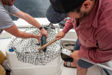 Two people catch and dispatch a King Salmon (Chinook Salmon) on the back of a small fishing boat. Downrigging for Salmon is very popular in British-Columbia. 