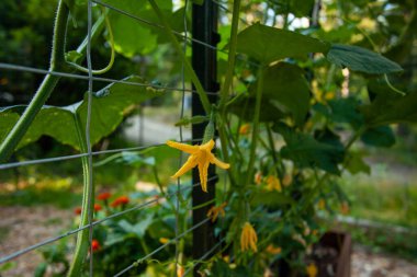 A baby cucumber with a flower climbing up a cattle panel trellis.