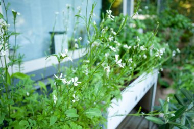 Arugula in an elevated planter that has bolted, and started flowering. Leaving the flowers attracts pollinators and allows you to save seeds!