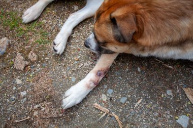 A St. Bernard Husky cross has a painful hot spot (cut), and has licked it until it's red, bleeding and raw. The cut is slow to heal.  clipart