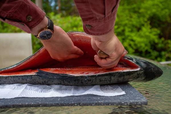 A King Salmon (Chinook) is being fillet on a table. Caught in British-Columbia, this Salmon lives between California and Alaska, and is a very important food source.