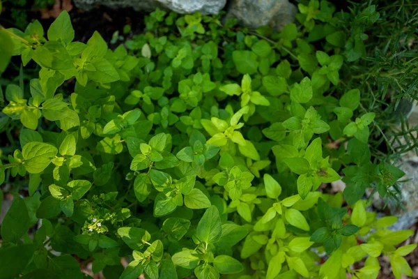 Oregano growing in an herb garden. Use Oregano fresh or dehydrate it for later!