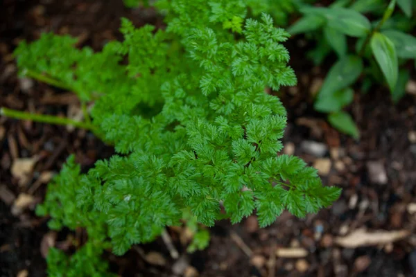 Chervil Growing Garden Delicate Herb Similar Parsley Chervil Can Also — Stock Photo, Image