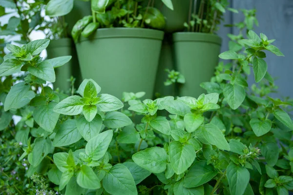 Oregano growing in an herb garden. Use Oregano fresh or dehydrate it for later!