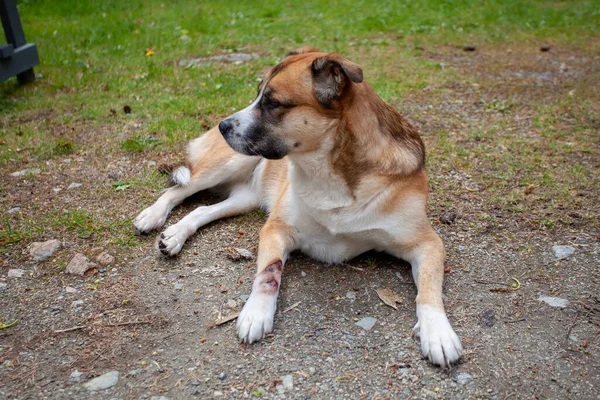 Bernard Husky Cross Has Painful Hot Spot Cut Has Licked — 图库照片