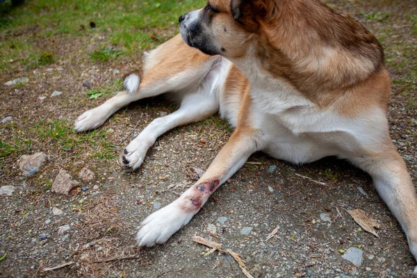 Bernard Husky Cross Has Painful Hot Spot Cut Has Licked — Stock Photo, Image