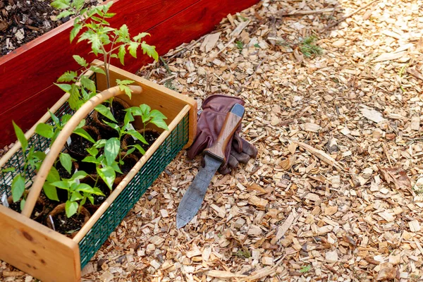 Young Pepper Transplants Ready Planted Raised Garden Beds Late Spring — Fotografia de Stock