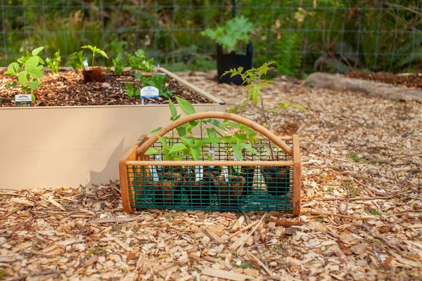 Young Pepper Transplants Ready Planted Raised Garden Beds Late Spring —  Fotos de Stock