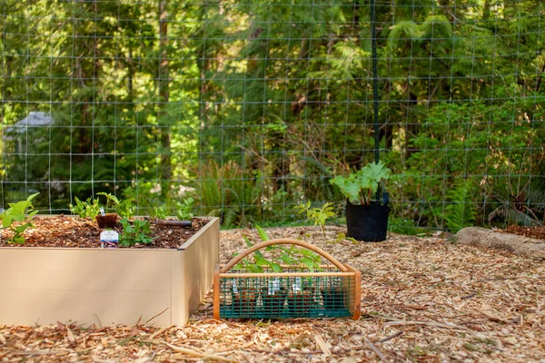 Young Pepper Transplants Ready Planted Raised Garden Beds Late Spring — Fotografia de Stock